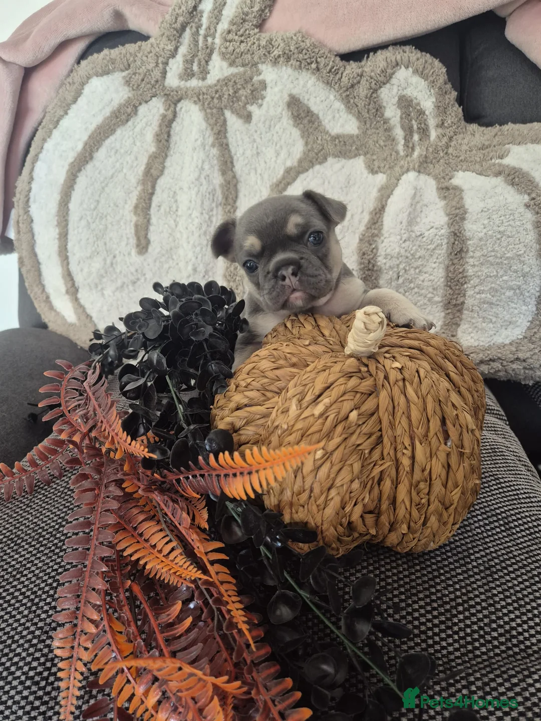 French Bulldog dogs for sale: Blue short haired fluffy  - Advert 6
