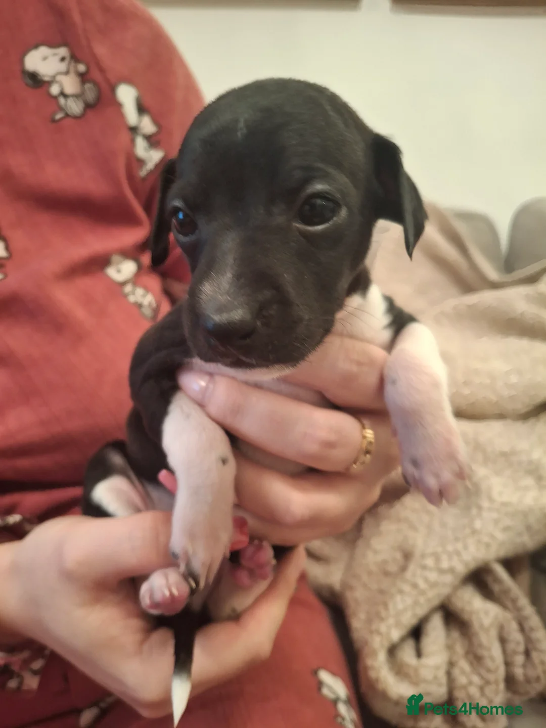 Italian Greyhound dogs for sale: Little Italian greyhound babies  - Advert 13