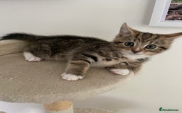 Mixed Breed cats for sale: Beautiful Tabby Baby Boy - Image 1