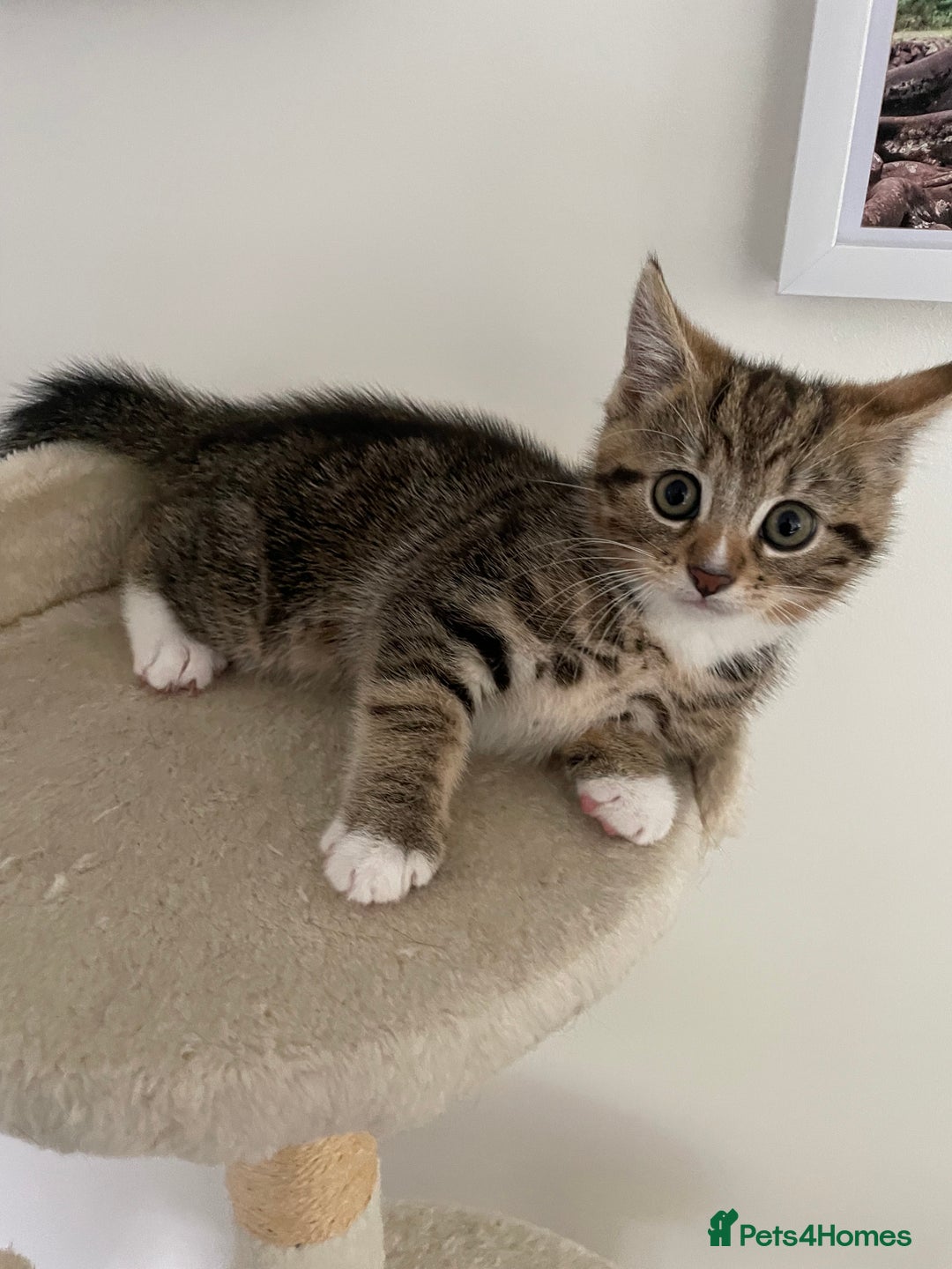 Mixed Breed cats for sale: Beautiful Tabby Baby Boy - Image 1