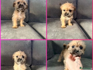 Zuchon dogs Bichon x Westie x Shih zu - Advert 2