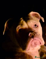 Mixed Breed dogs - Advert 3