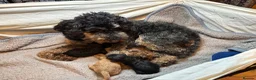 Toy Poodle dogs for sale: Beautiful hypoallergenic Toy poodle pups  - Advert 3