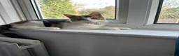 British Shorthair cats for sale: Beautiful Calico Female Cat Vaccinated  - Advert 3