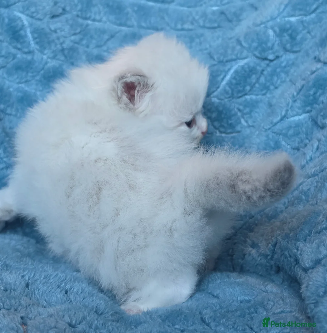 British Shorthair cats for sale: BSH and BLH TICA registered kittens - Advert 20