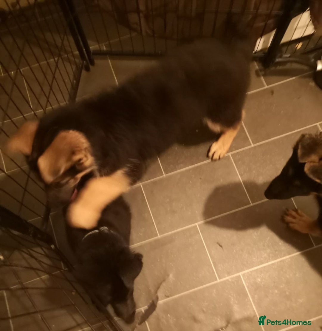 German Shepherd dogs for sale: One large straight back male puppy 11 weeks - Advert 3