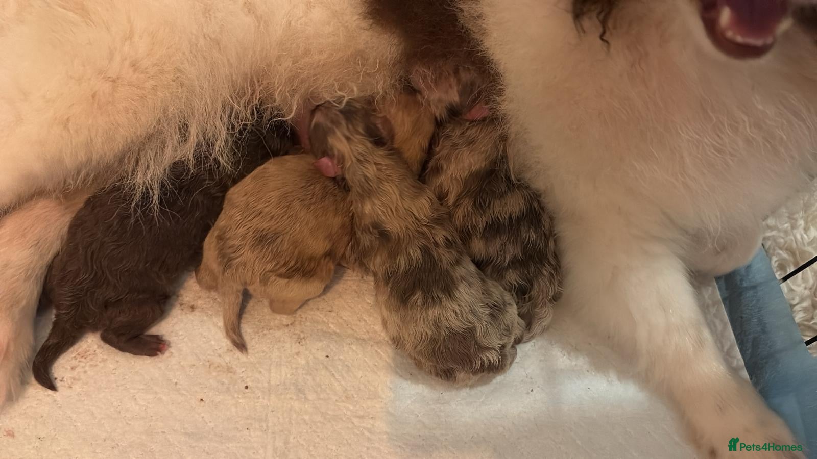 Pomeranian dogs Puppy’s due in 3 weeks  - Advert 12