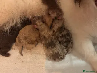 Pomeranian dogs Puppy’s due in 3 weeks - Advert 12