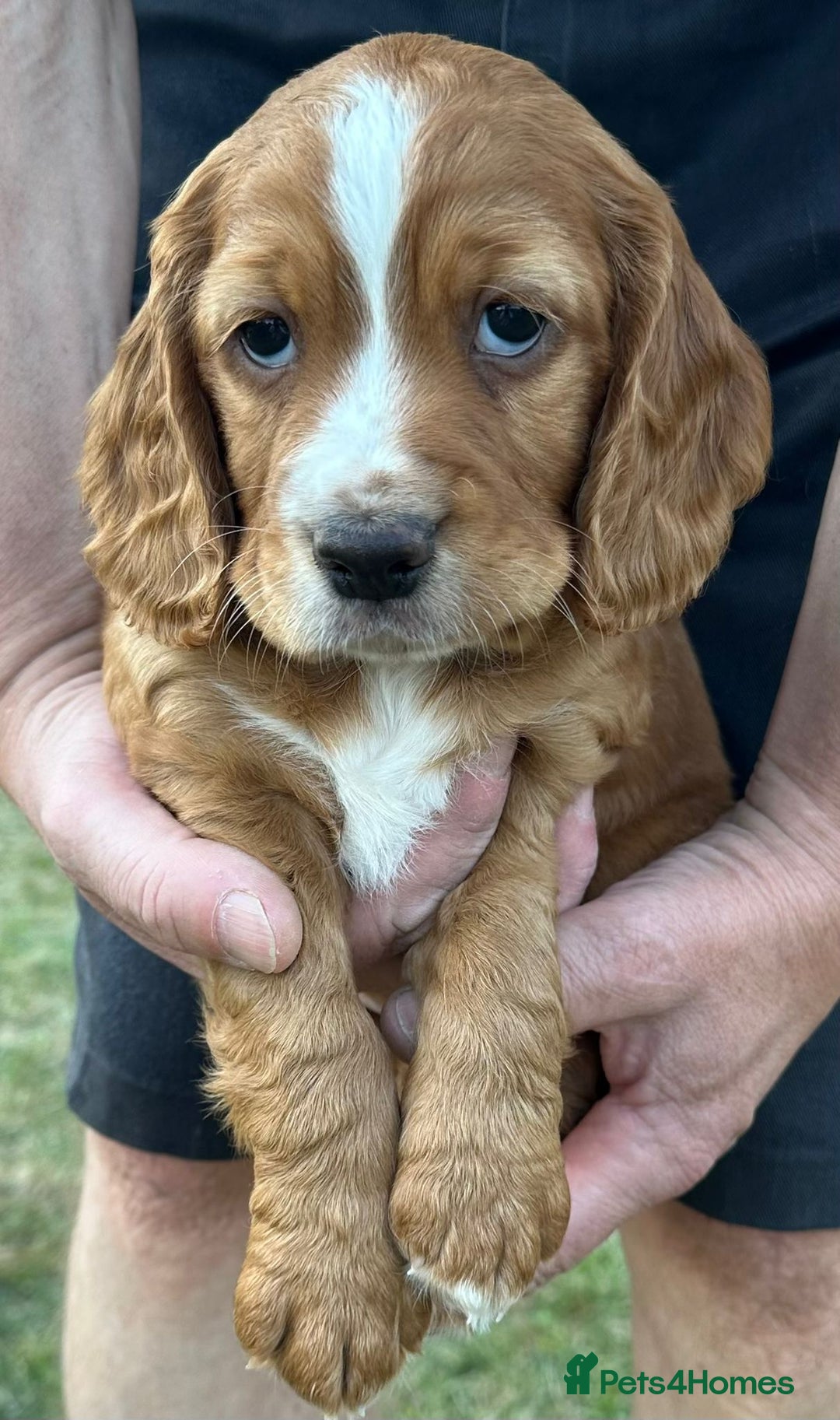 Cocker Spaniel dogs for sale: Working cocker spaniels  - Image 4