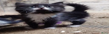 Male 1