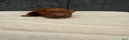 Cavapoo dogs for sale: F1B cavapoos - Advert 5