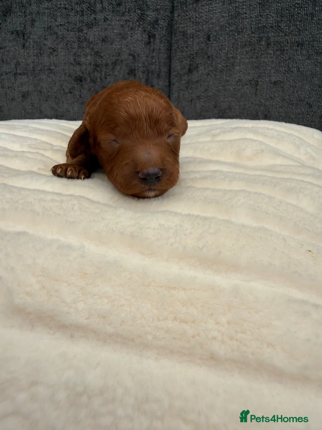 Cavapoo dogs for sale: F1B cavapoos - Advert 5