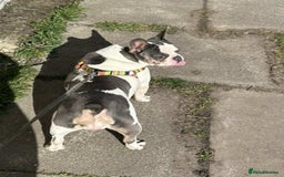 French Bulldog dogs for sale: French Bulldog Girl  - Advert 11