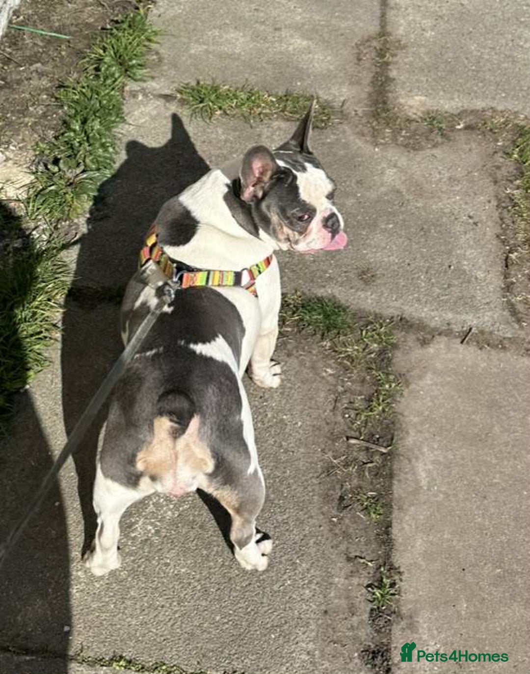 French Bulldog dogs for sale: French Bulldog Girl  - Advert 11