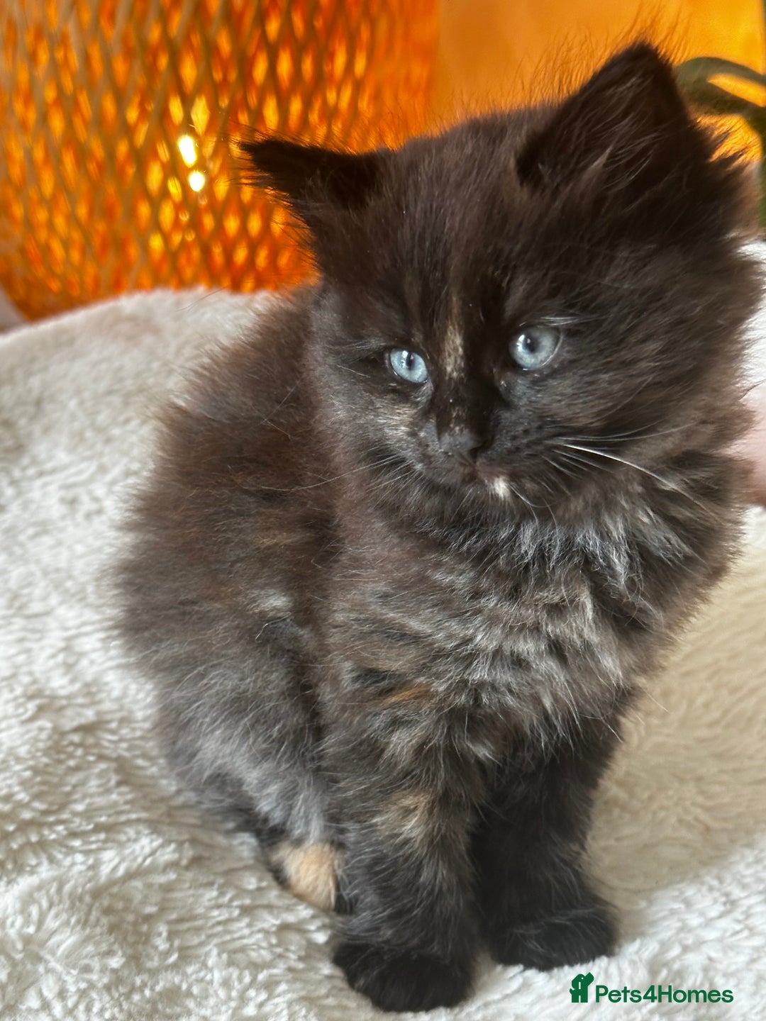 Ragdoll cats for sale: x3 adorable half ragdoll kittens ready to go - Image 5