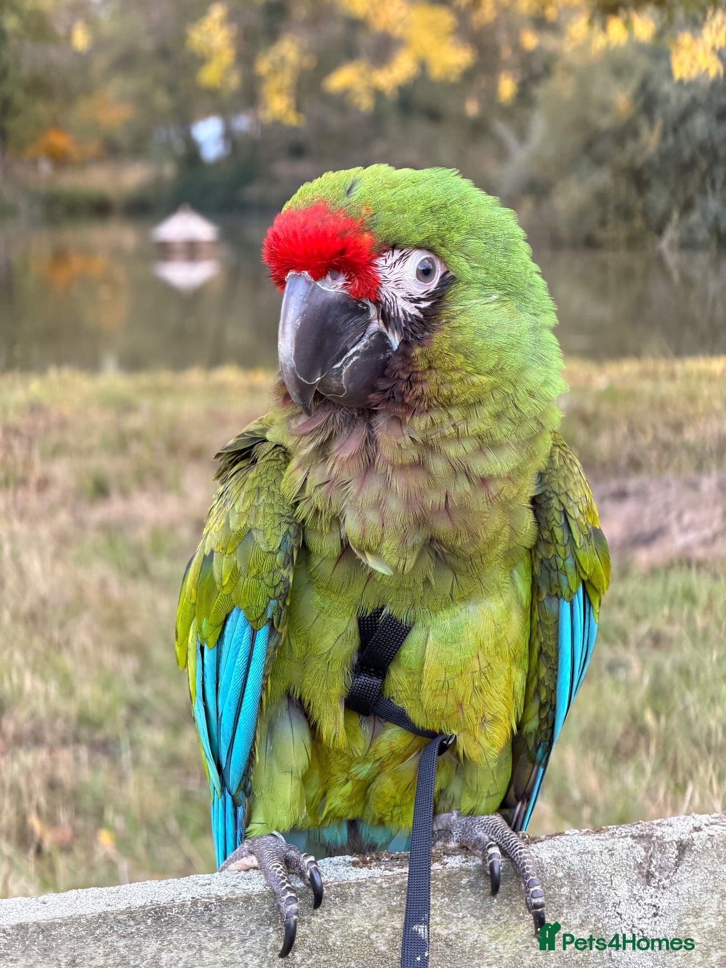 Macaws birds for sale: Silly Tame Male Military Macaw - Advert 12
