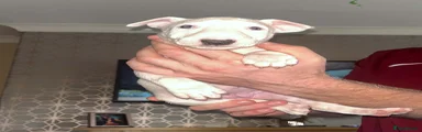 Bull Terrier 2