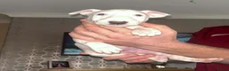 Bull Terrier dogs for sale: English bull terrier puppies  - Advert 9
