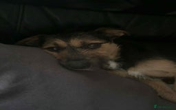 Mixed Breed dogs for sale: Mixed terrier  - Image 2