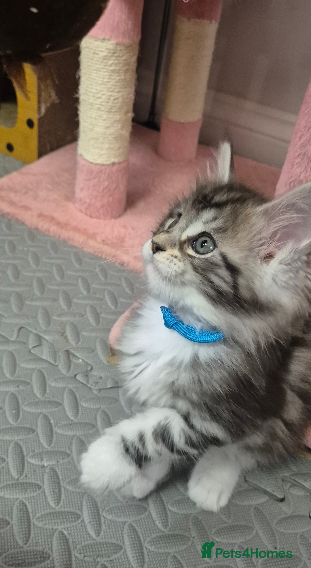 Maine Coon cats for sale: 🎀 Outstanding GCCF Pedigree Maine Coon Kittens 🎄 - Advert 4
