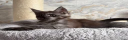 Maine Coon cats for sale: Stunning Maine Coon Kittens TICA Registered - Advert 19