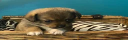 Chiweenie dogs for sale: 🐶 Gorgeous Litter of Toy Chiweenies 🐶 in Okehampton - Advert 14
