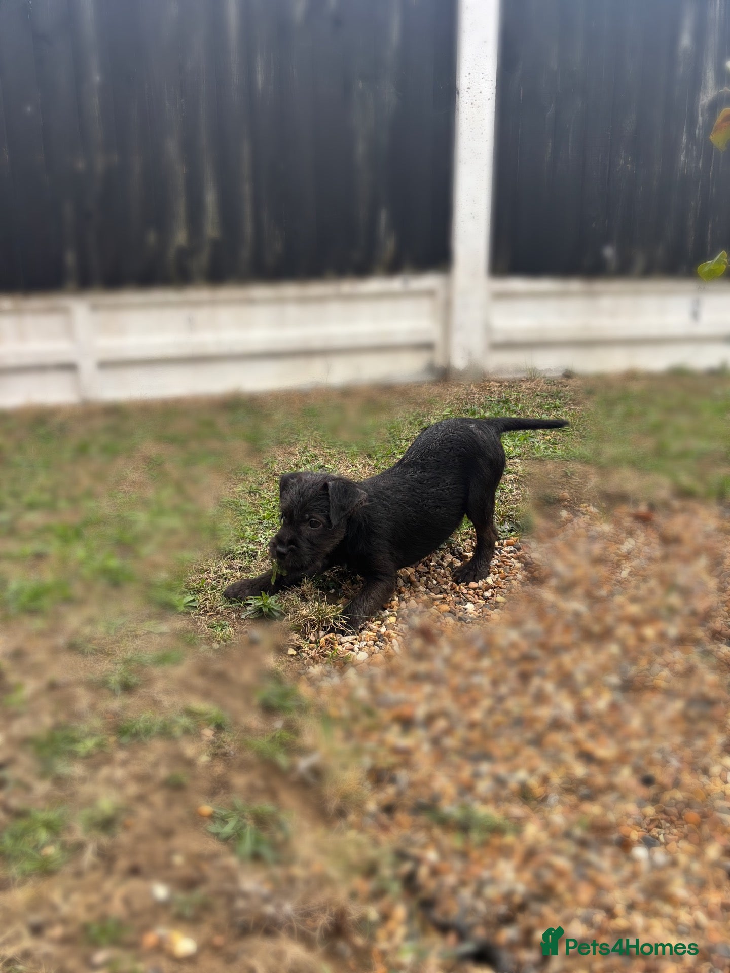 Patterdale Terrier dogs Patterdale terriers (3 BOYS LEFT) - Advert 2