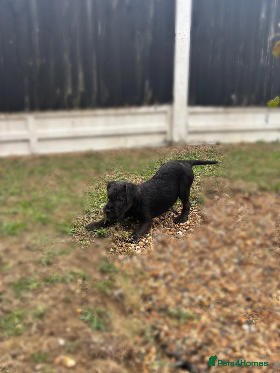 Patterdale Terrier dogs for sale: Patterdale terriers (1 BOY LEFT) - Advert 2