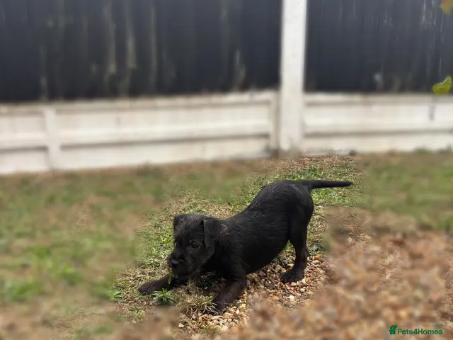 Patterdale Terrier dogs Patterdale terriers (1 BOY LEFT) - Advert 2