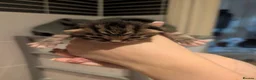 British Shorthair cats for sale: Litter of Seven 💙🤍 - Advert 8