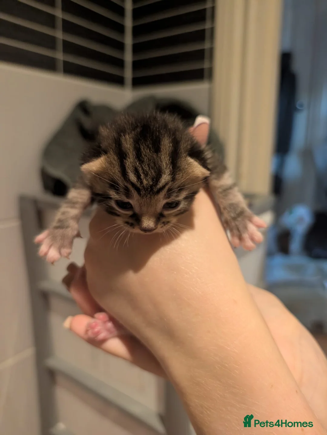 Mixed Breed cats for sale: Last 2 Kittens Available - Ready Now!💚💜 - Advert 34