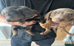 Miniature Dachshund dogs for sale: Miniature dachshund puppies  - Image 11