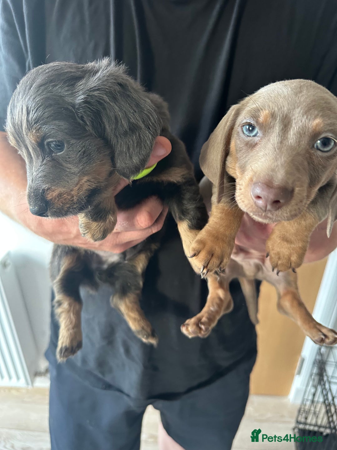 Miniature Dachshund dogs for sale: Miniature dachshund puppies  - Image 11