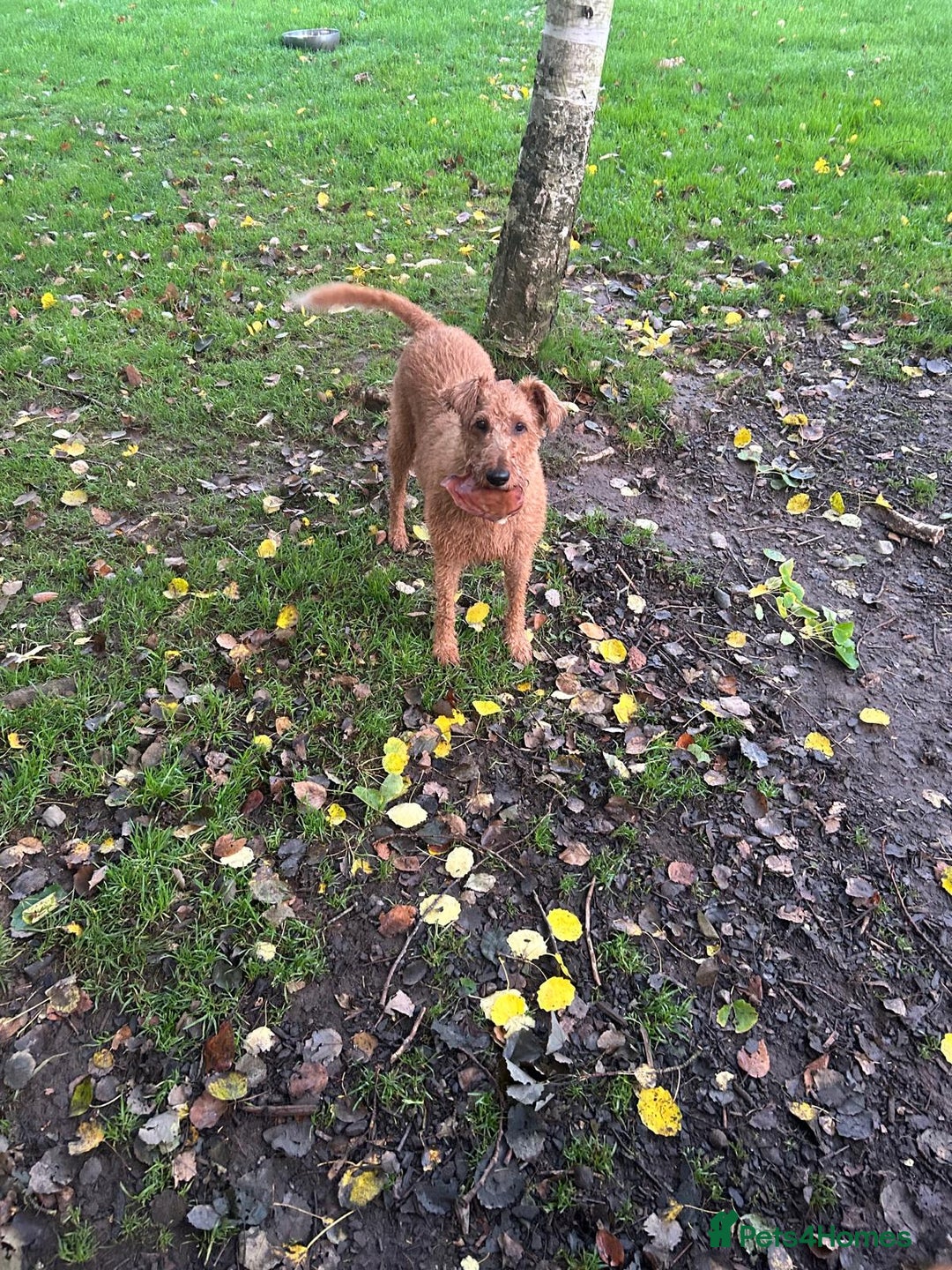 Irish Terrier dogs for sale: BEAUTIFUL KCREGISTERED, CHAMPION, IRISH TERRIERS - Image 8