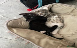 Mixed Breed cats for sale: Super cute fun kittens - Image 2