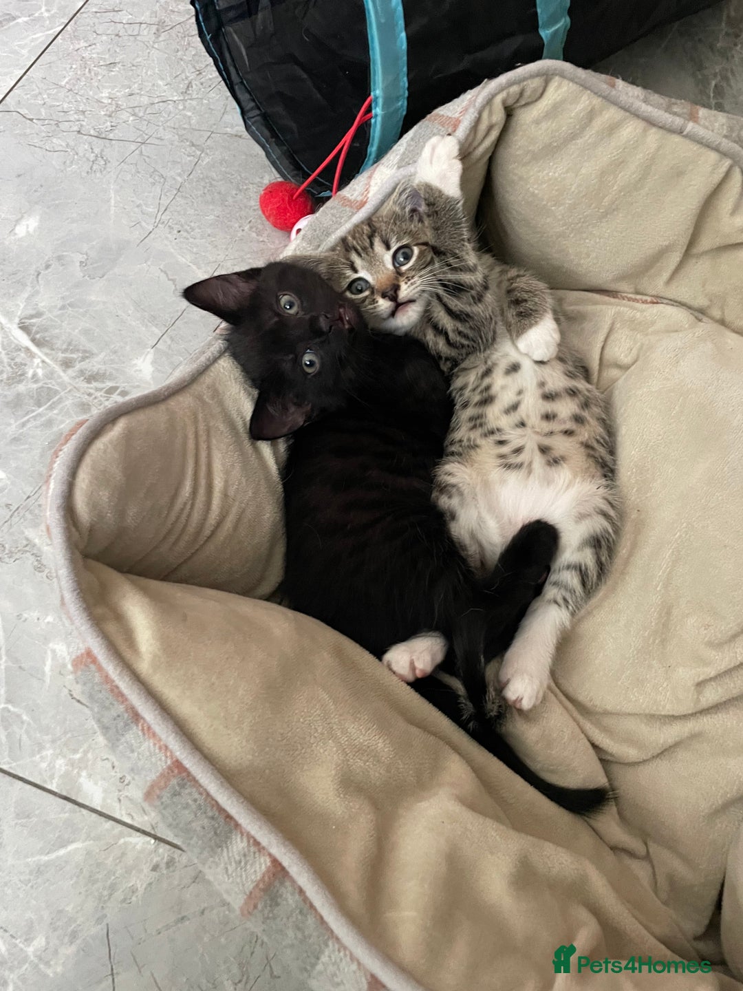 Mixed Breed cats for sale: Super cute fun kittens - Image 2