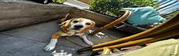 Beagle dogs for sale: ARCHIE THE BEAGLE - REHOME  in Cheltenham - Advert 4