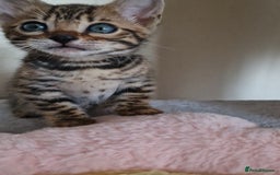 Bengal cats for sale: Amazing Bengal kittens 🥰 last boy left ❤️ in Corby - Image 12