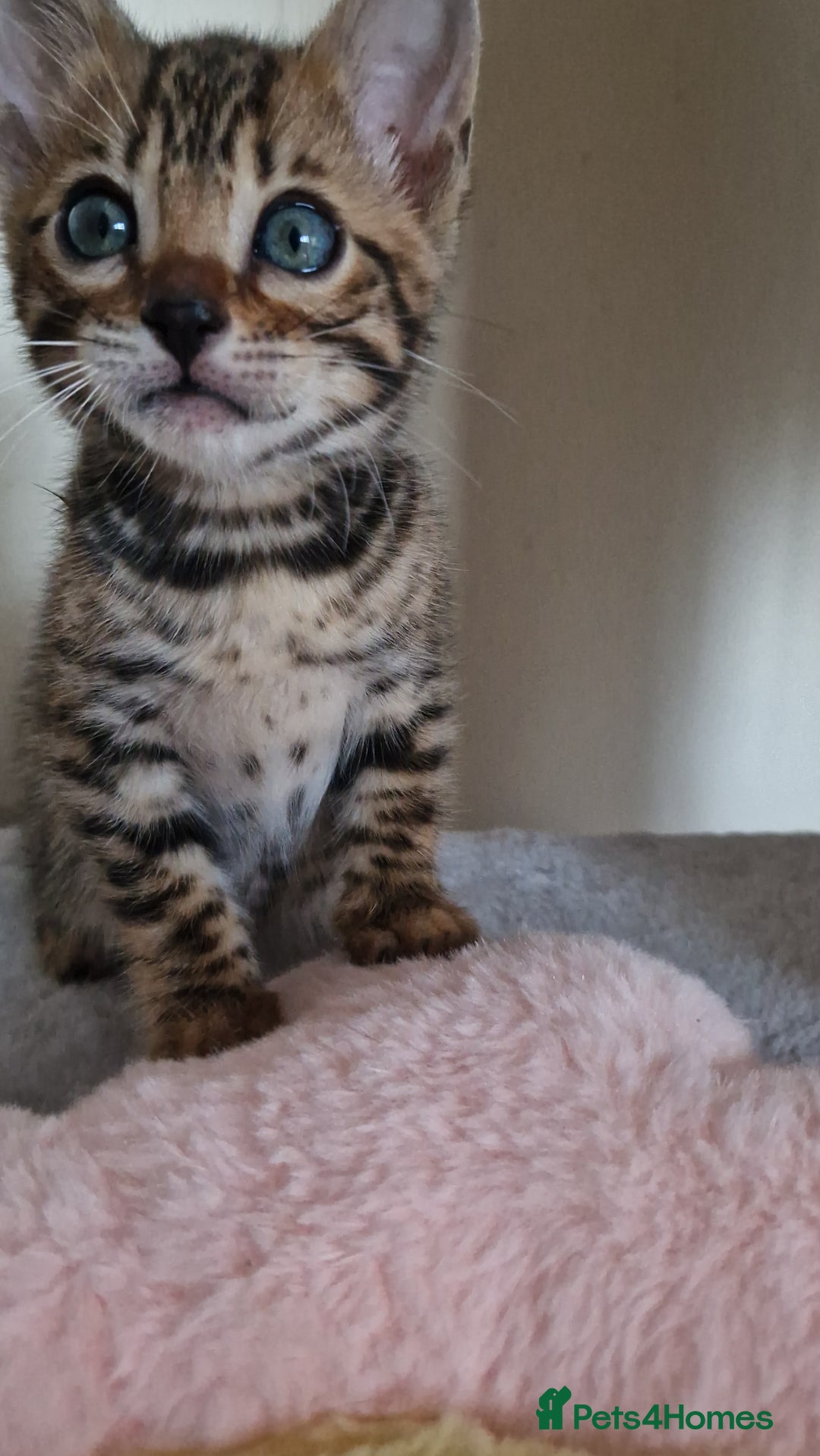 Bengal cats for sale: Amazing Bengal kittens 🥰 last boy left ❤️ in Corby - Image 12
