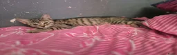 Bengal cats for sale: Miss Quinni and princess - Advert 10