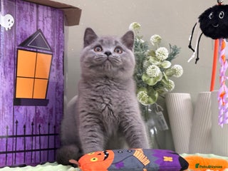 British Shorthair cats - Advert 30