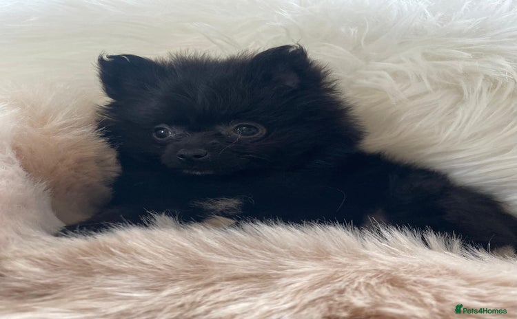 Pomeranian dogs - Advert 2