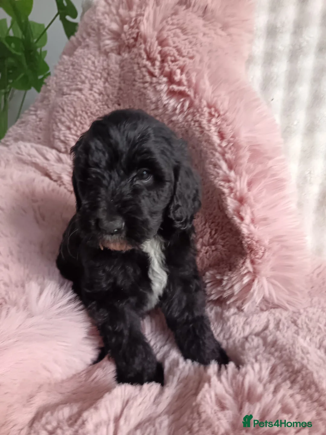 Labradoodle dogs for sale: Labradoodle puppies ready to leave now  - Advert 38