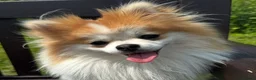 Pomeranian dogs for stud: STUD ONLY Lover boy Romeo  - Advert 9