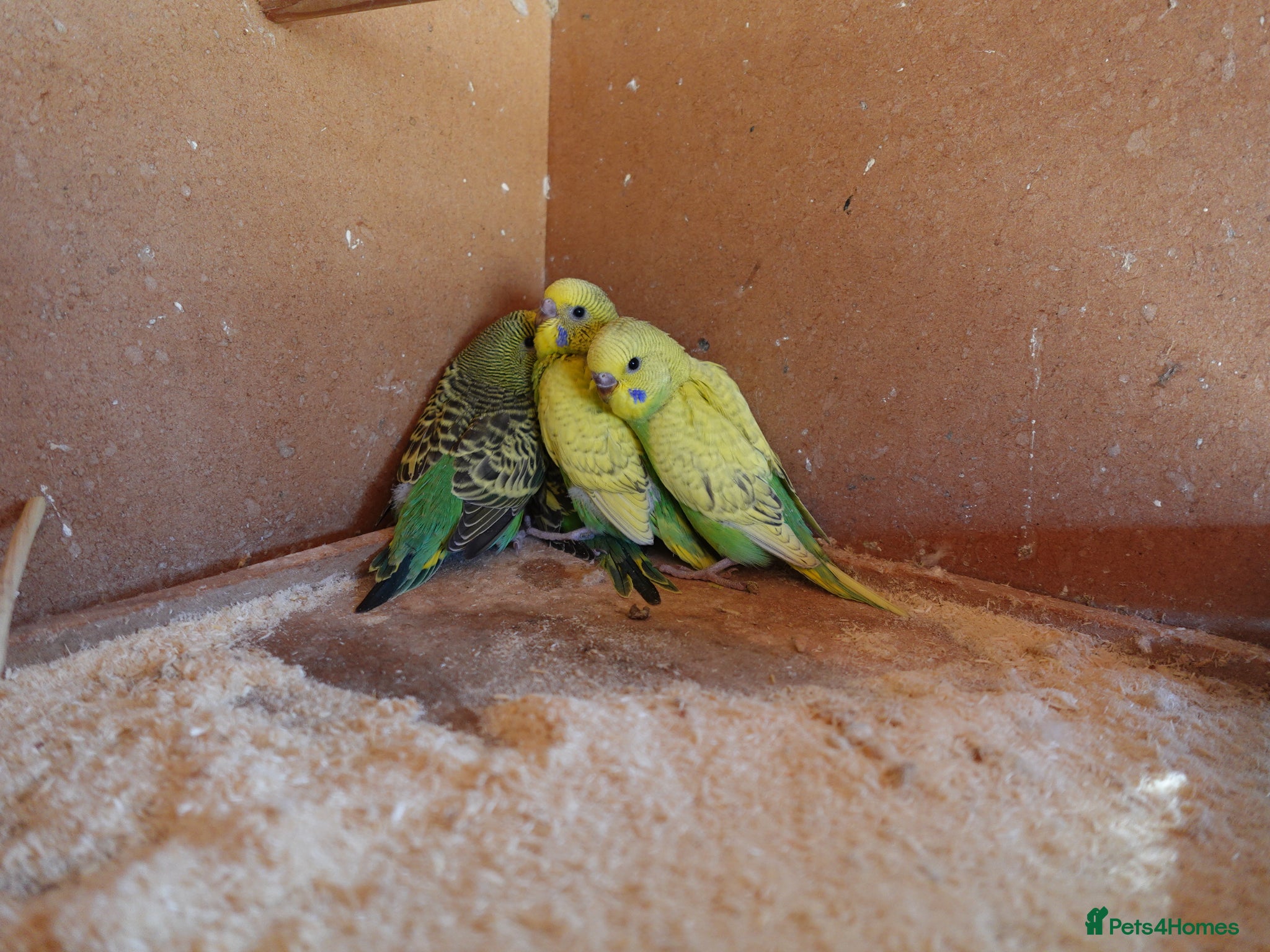 Budgerigars birds for sale: Baby Budgies For Sale. Born In April - Advert 1