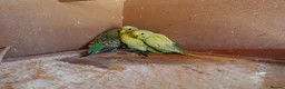Budgerigars birds for sale: Baby Budgies For Sale. Born In April - Advert 1
