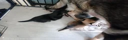 German Shepherd dogs for sale: German shepherd babies  lAST GIRL FOR DEPOSIT  - Advert 3