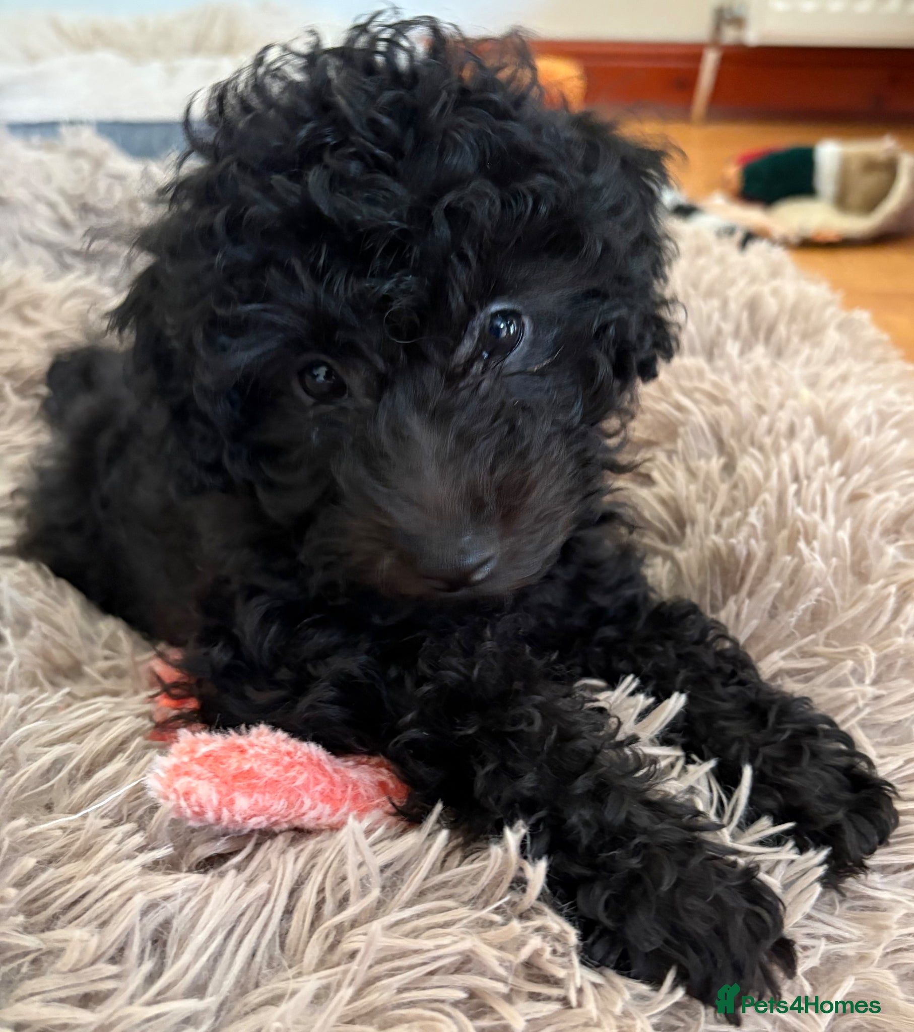 Jackapoo dogs Mini Jackapoo Puppy – 1 Boy Remaining - Advert 6