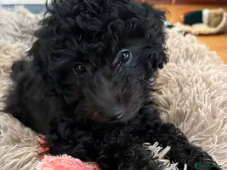 Jackapoo dogs Mini Jackapoo Puppy – 1 Boy Remaining - Advert 6