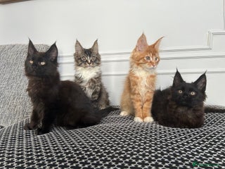 Maine Coon cats - Advert 5